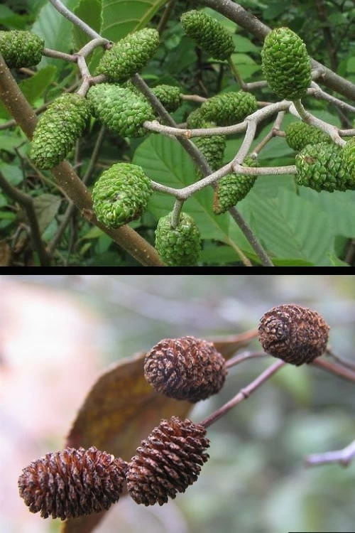 Smooth Alder Tree (Alnus Serrulata) - 1 Gallon Pot - Image 6