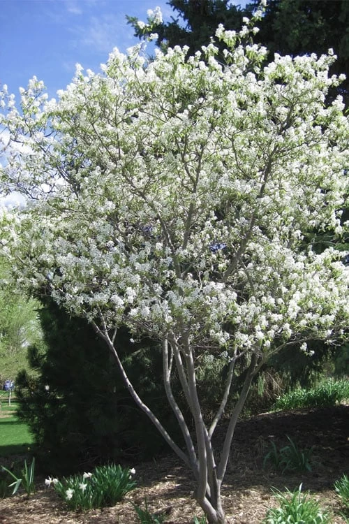 Shadblow Serviceberry Tree (Amelanchier Canadensis) - 5 Gallon Pot - Image 4