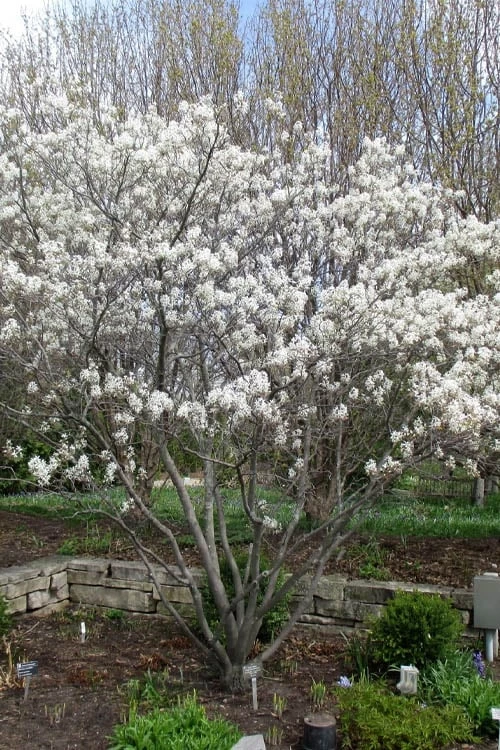 Shadblow Serviceberry Tree (Amelanchier Canadensis) - 5 Gallon Pot - Image 9