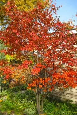 Autumn Brilliance Serviceberry Tree - 7 Gallon Pot (5-6')