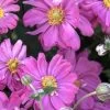 Fall In Love 'Sweetly' Anemone (Windflower) - 1 Gallon Pot