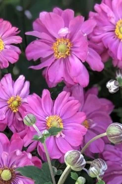 Fall In Love 'Sweetly' Anemone (Windflower) - 1 Gallon Pot