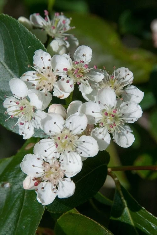Red Chokeberry (Aronia Arbutifolia) - 3 Pack Of 1.5 Quart Pots - Image 4