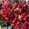 Red Chokeberry (Aronia Arbutifolia) - 3 Pack Of 1.5 Quart Pots