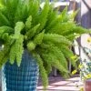 Foxtail Fern (Asparagus Densiflorus) - 1 Gallon Pot