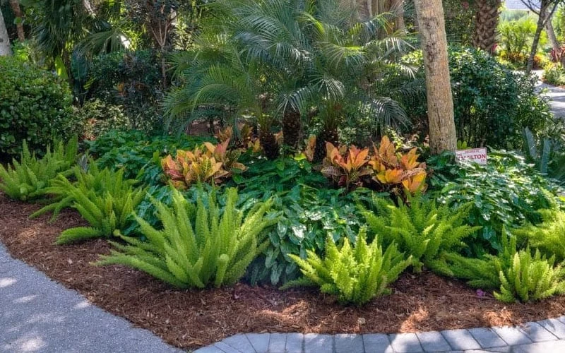 Foxtail Fern (Asparagus Densiflorus) - 1 Gallon Pot - Image 4