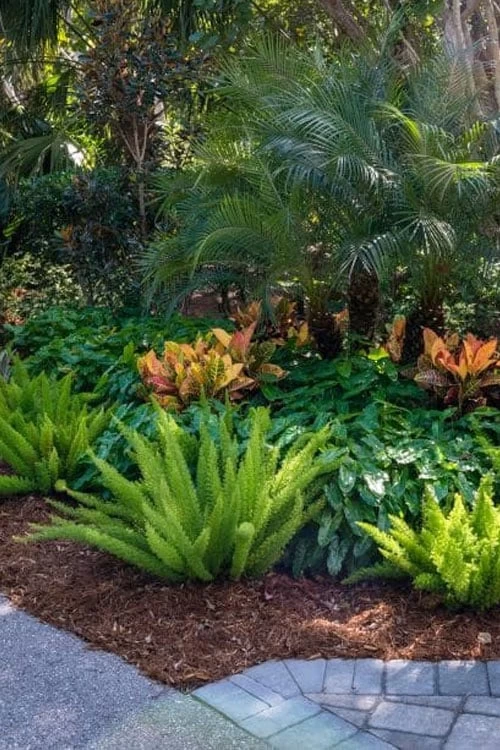 Foxtail Fern (Asparagus Densiflorus) - 1 Gallon Pot - Image 6