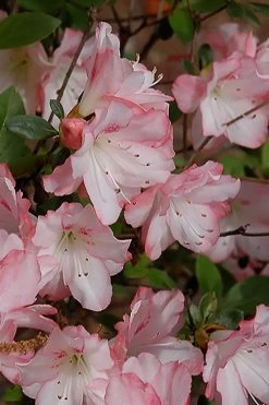 Amy Azalea - 1 Gallon Pot