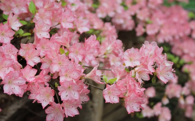 Amy Azalea - 1 Gallon Pot - Image 4