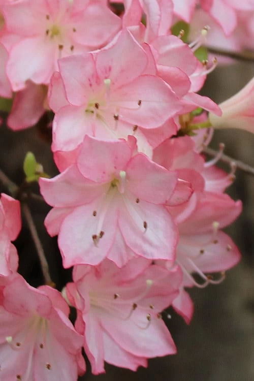 Amy Azalea - 3 Gallon Pot - Image 5