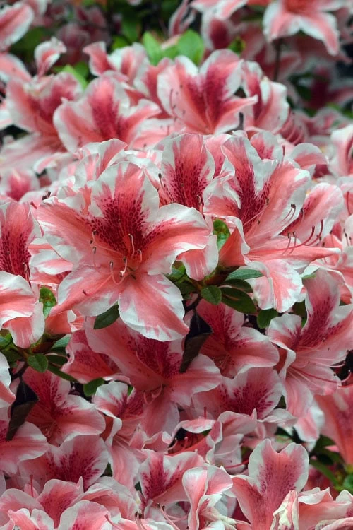 Ben Morrison Azalea - 2 Gallon Pot - Image 4