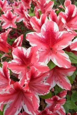 Ben Morrison Azalea - 2 Gallon Pot