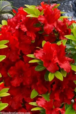 Buccaneer Red Azalea (Glenn Dale Hydrid) - 2 Gallon Pot