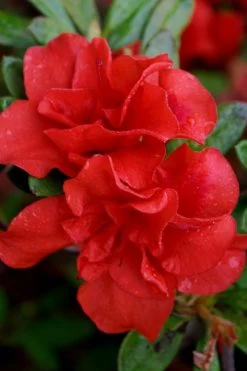 Autumn Embers Encore Azalea - 1 Gallon Pot