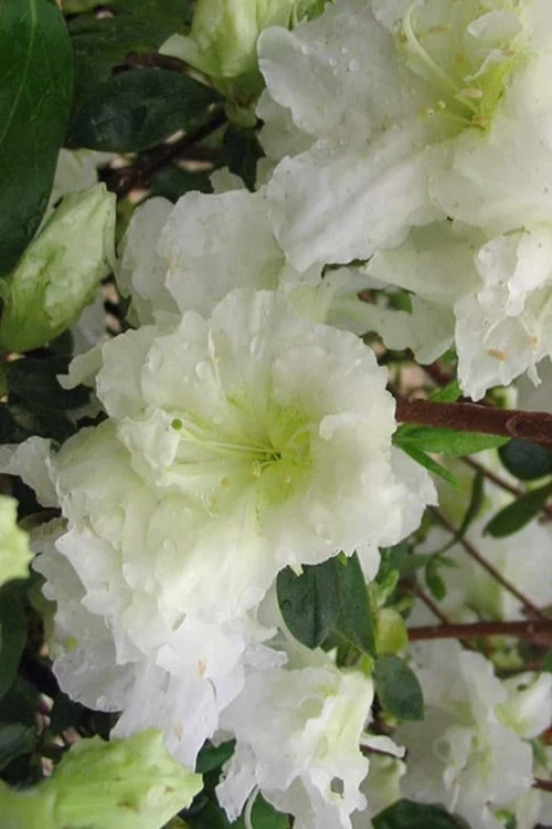 Helen Curtis Azalea - 3 Gallon Pot - Image 4