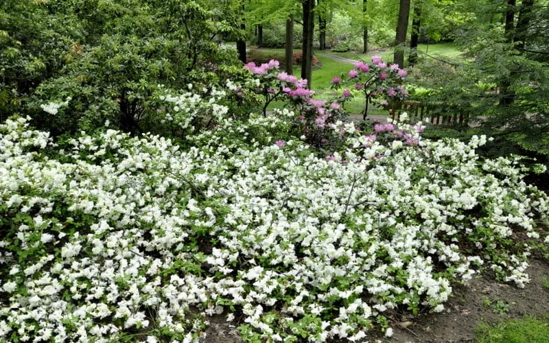 Helen Curtis Azalea - 3 Gallon Pot - Image 5