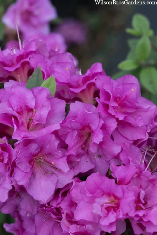 Perfecto Mundo Double Purple Reblooming Azalea - 3 Pack Of Quart Pots - Image 6