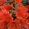 Perfecto Mundo Orange Azalea - 3 Gallon Pot