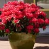 Perfecto Mundo Red Reblooming Azalea - 1 Gallon Pot