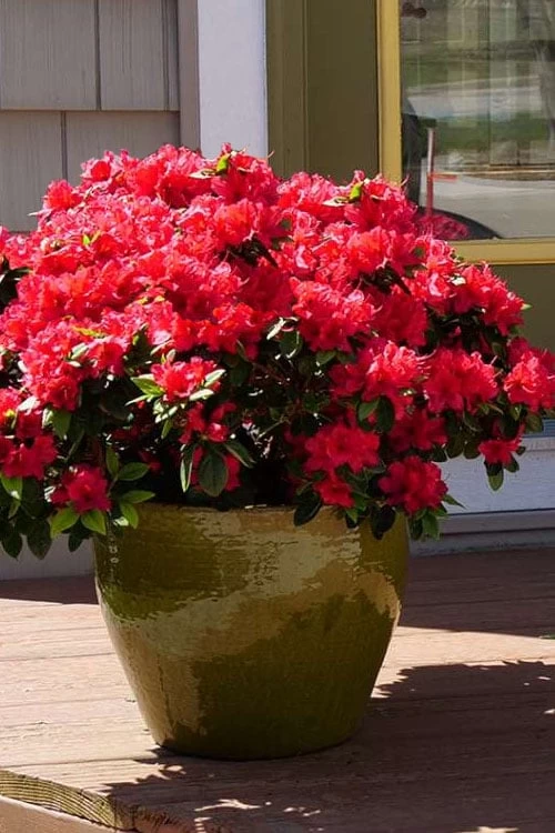 Perfecto Mundo Red Reblooming Azalea - 1 Gallon Pot