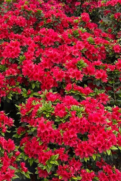 Perfecto Mundo Red Reblooming Azalea - 1 Gallon Pot - Image 5