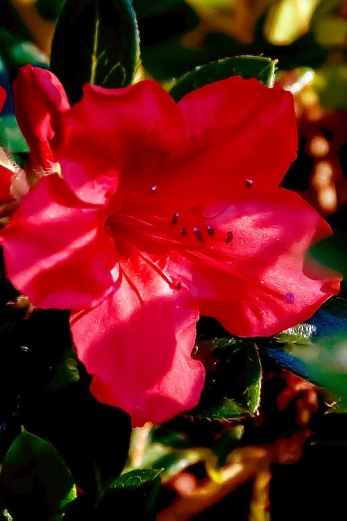 Perfecto Mundo Red Reblooming Azalea - 1 Gallon Pot - Image 7