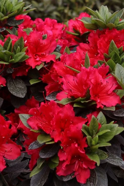 Perfecto Mundo Red Reblooming Azalea - 1 Gallon Pot - Image 4