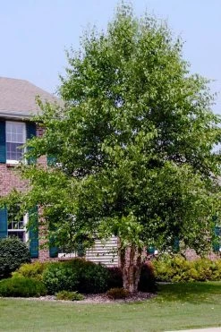 DuraHeat River Birch (Betula Nigra) - 3 Gallon Pot