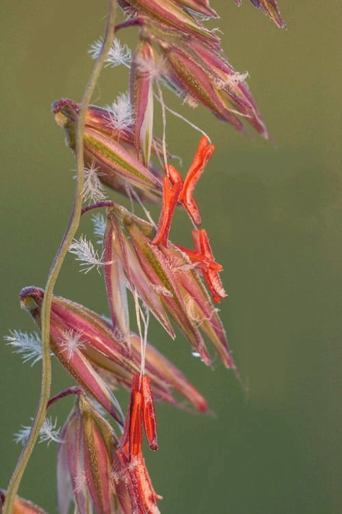 Side Oats Grama Grass (Bouteloua Curtipendula) - 1 Gallon Pot