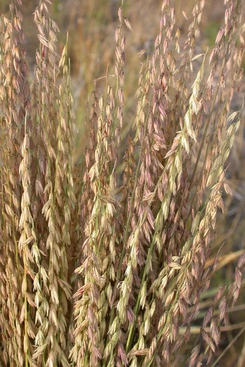 Side Oats Grama Grass (Bouteloua Curtipendula) - 1 Gallon Pot - Image 7