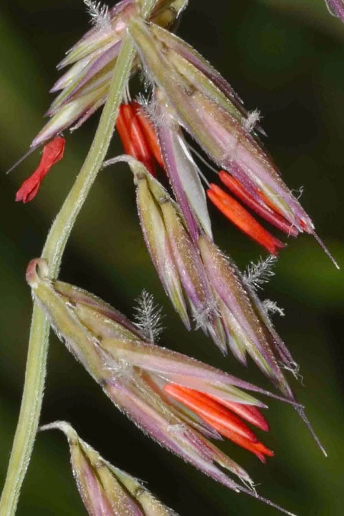 Side Oats Grama Grass (Bouteloua Curtipendula) - 1 Gallon Pot - Image 5