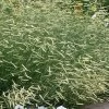 Blonde Ambition Blue Grama Grass (Bouteloua Gracilis) - 6 Pack Of 1 Gallon Pots