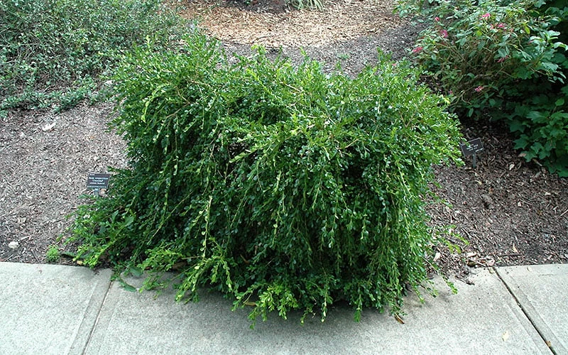 Unraveled Weeping Boxwood - 3 Gallon Pot - Image 6