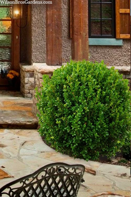 Winterstar Boxwood - 2 Gallon Pot - Image 6