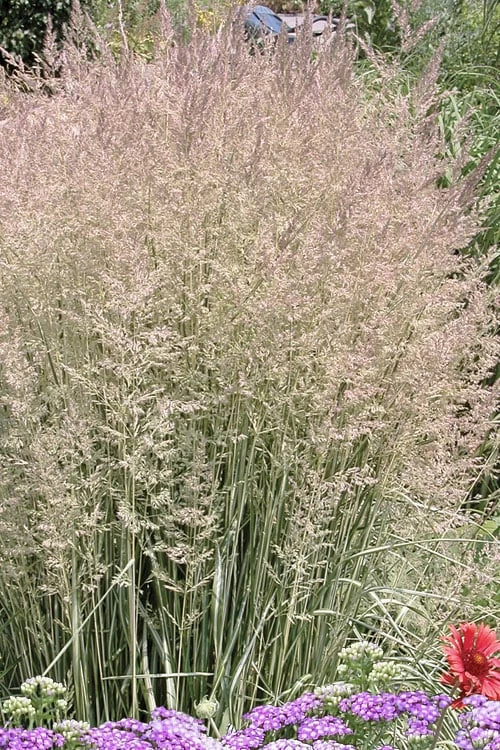 Avalanche Feather Reed Grass (Calamagrostis) - 3 Gallon Pot - Image 5