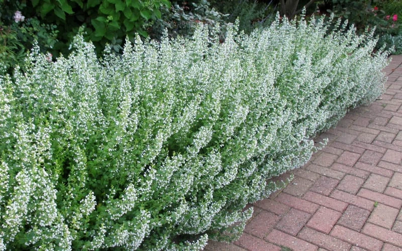 White Cloud Calamint - 5 Pack Of Quart Pots - Image 5