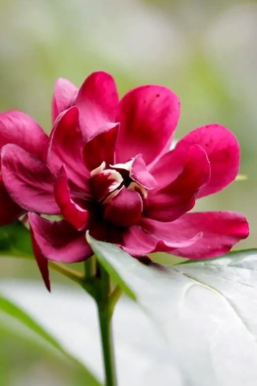 Hartlage Wine Sweetshrub (Calycanthus Raulstonii) - 7 Gallon Pot - Image 7