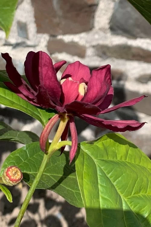 Hartlage Wine Sweetshrub (Calycanthus Raulstonii) - 7 Gallon Pot - Image 6