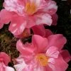Coral Delight Camellia Hybrid - 3 Gallon Pot