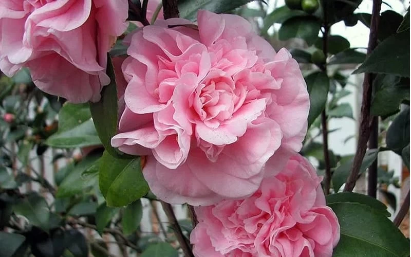 Debutante Pink Camellia Japonica - 3 Gallon Pot - Image 4