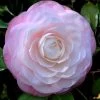 Ella Ward Parsons Camellia - 3 Gallon Pot