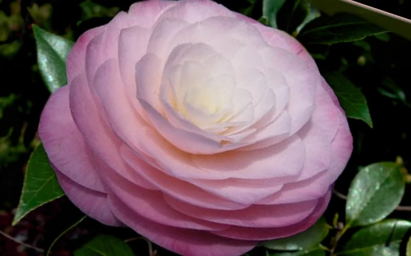 Ella Ward Parsons Camellia - 3 Gallon Pot - Image 4