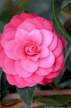 April Kiss Pink Double Flowered Camellia Japonica - 3 Gallon Pot