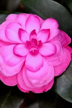 Early Wonder Camellia Japonica - 2 Gallon Pot