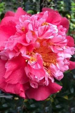 Laura Walker Camellia Japonica - 1 Gallon Pot