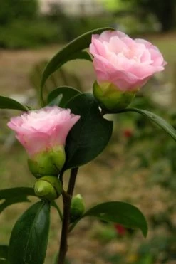 Nuccio's Pearl Camellia Japonica - 3 Gallon Pot