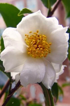 Winter's Cupid Camellia - 1 Gallon Pot