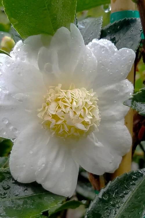 Winter's Snowman Camellia Hybrid - 3 Gallon Pot - Image 4