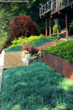 Blue Zinger Sedge Grass (Carex Flacca) - 6 Pack Of 1 Gallon Pots