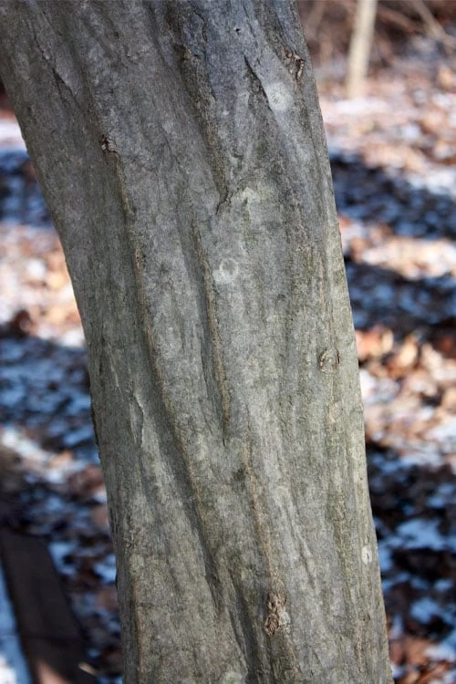 American Hornbeam (Ironwood Tree) - 1 Gallon Pot - Image 4